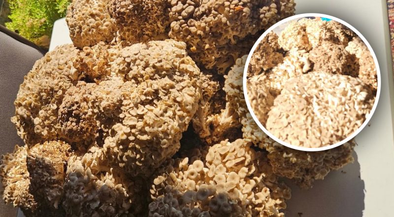 Знайти його - справжня удача: у лісах Закарпаття виріс рідкісний червонокнижний гриб