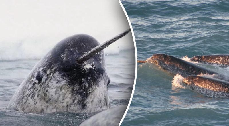 Єдинороги існують, але морські: чому їх не побачити в акваріумах