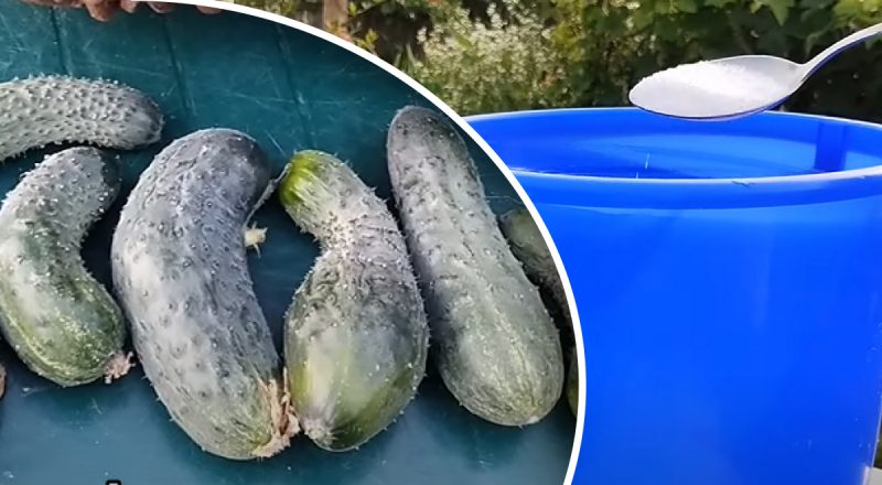 Большая проблема в августе: почему огурцы растут крючком и чем их подкормить