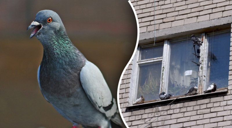 На беду или на счастье: что значит, если голубь сел на подоконник - толкование приметы