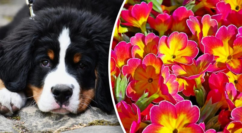 Китайский гороскоп на сегодня 12 августа: Собакам - богатство, Кроликам - сложные ситуации