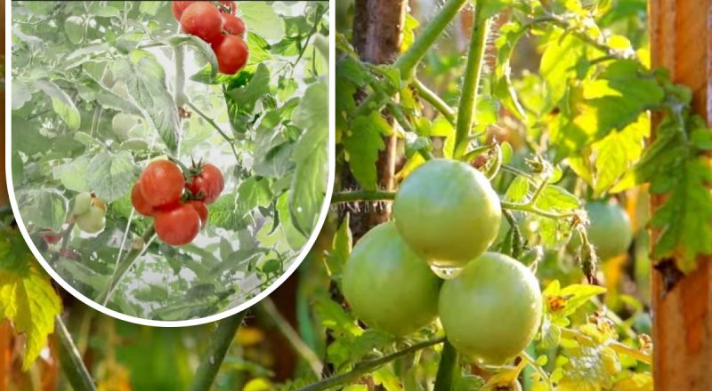 Двести грамм и они спелые: огородница поделилась дедовским методом без химии