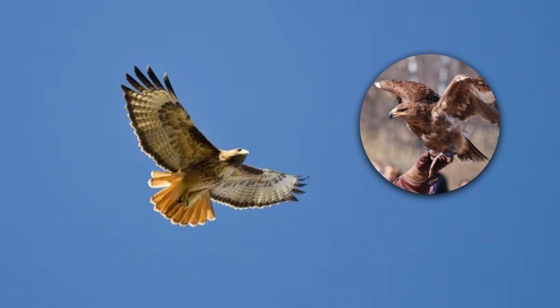 В города Украины теперь залетает хищная опасная птица: предупреждение орнитолога