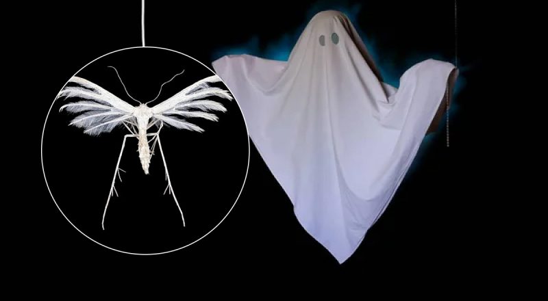 "Янгол смерті": в Україні помітили моторошного метелика-привида