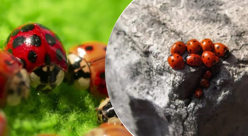 Розводили і скидали з літаків: після сарани Україну атакує новий шкідник