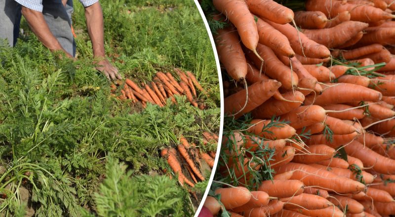 Как определить, что морковь созрела - лучше дни для сбора урожая