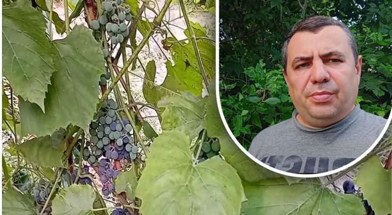 Простой трюк для хорошего урожая: садовод раскрыл главного врага винограда