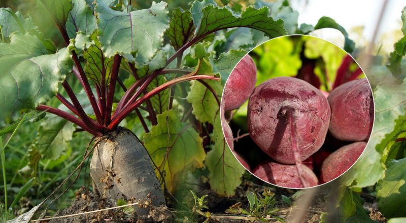 Когда собирать свеклу в 2025 году: названы два признака спелого овоща