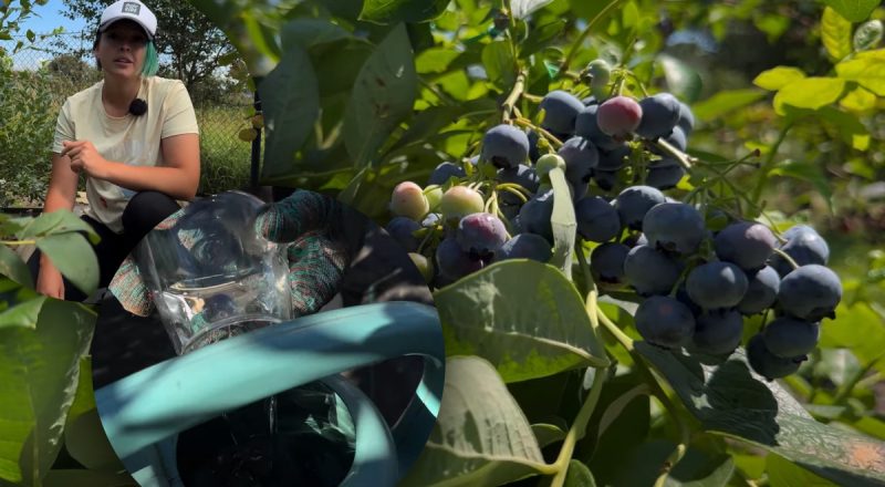 Лохина витримає будь-які морози: садівниця розкрила головні осінні секрети догляду