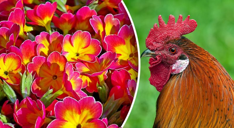 Китайский гороскоп на сегодня 23 августа: Свиньям - ошибки, Петухам - страх