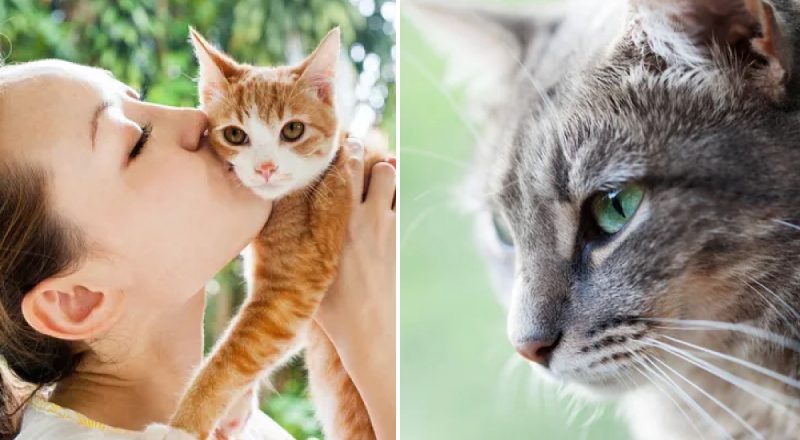 Почему котам нельзя подстригать усы: для чего они нужны на самом деле