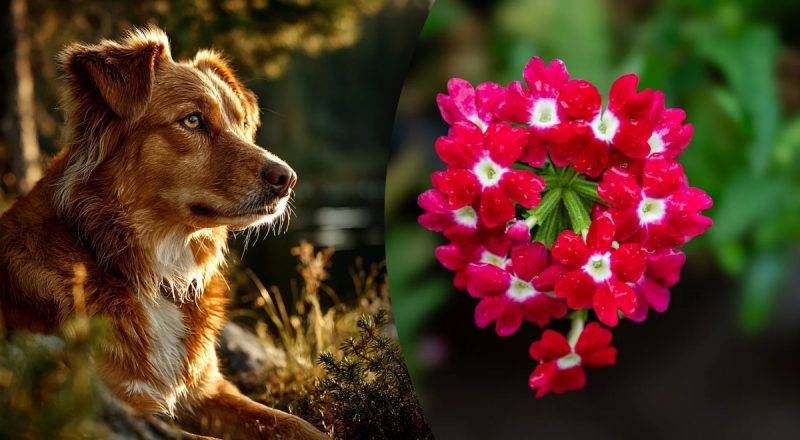 Китайський гороскоп на сьогодні 24 серпня: Собакам - депресія, Щурам - конфлікти