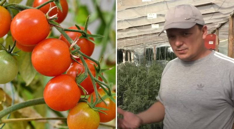 Чому помідори "застрягли" в рості: приховані причини і як розв‘язати проблему
