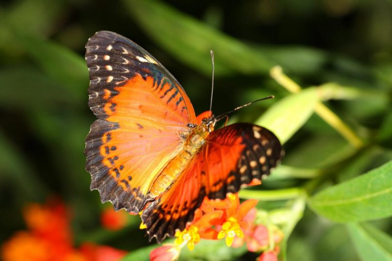 Синоптик розповів, чи повернеться спека в Україну до кінця літа