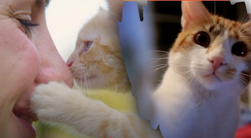 Сигнал, який не можна ігнорувати - чому насправді кіт лізе до обличчя людини