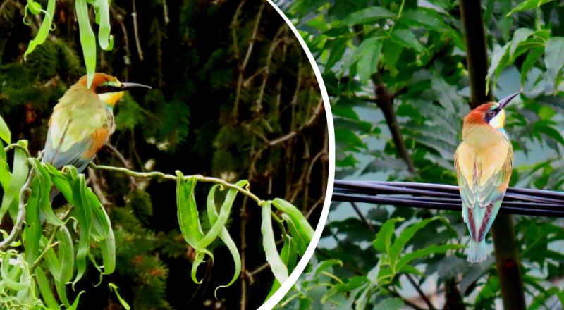 В Україні помітили екзотичну пташку: куди прилетіли пернаті неймовірної краси