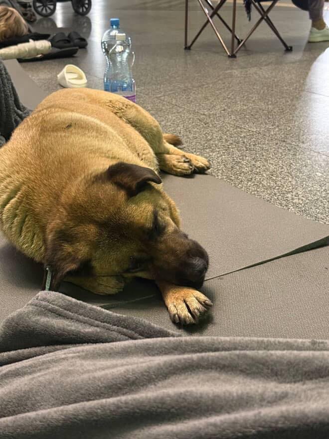 Пес Міша Пес Міша