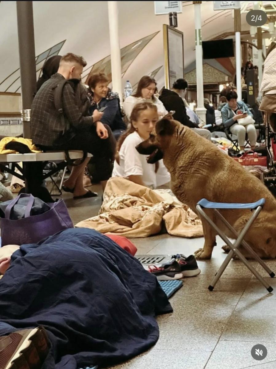 Пес Міша Пес Міша