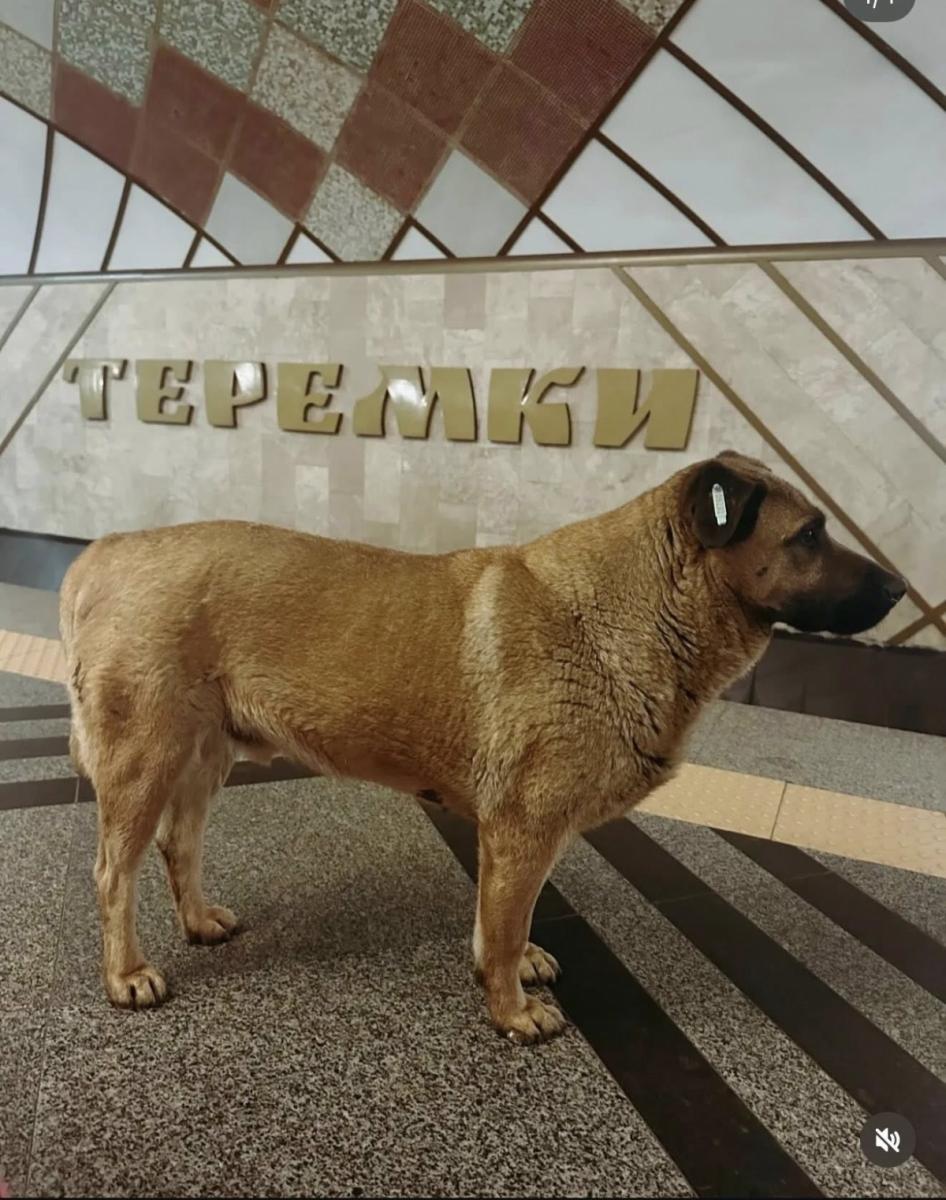 Пес Міша Пес Міша