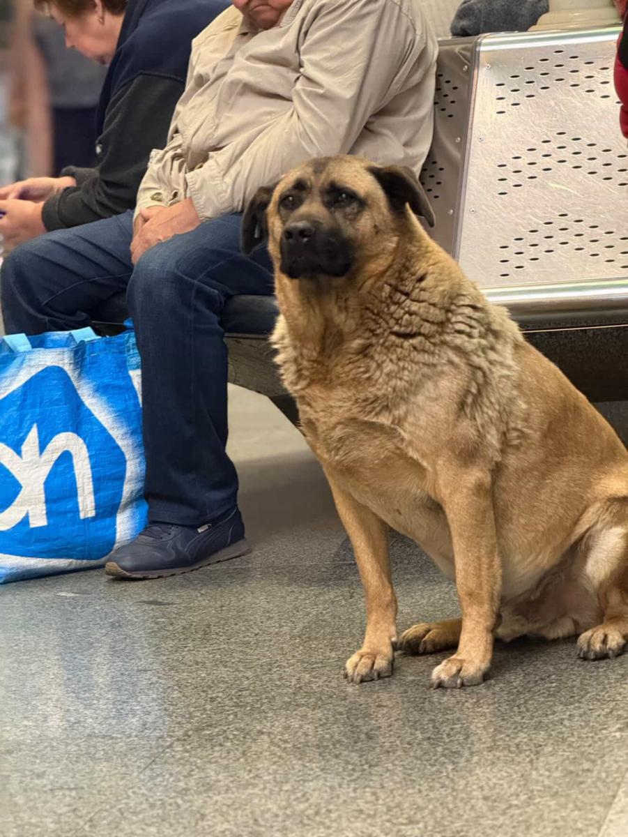 Пес Міша Пес Міша