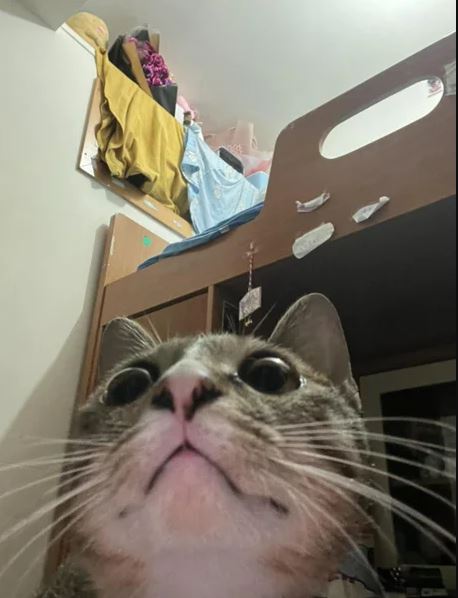 Жінка натрапила на фото кішки в архіві і вразила Мережу: що приховує світлина