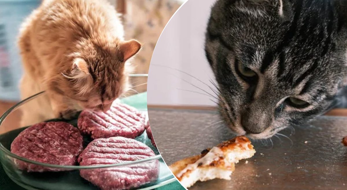 Қытайлық интимдік порно