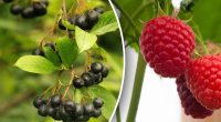 Нужно поспешить: какие ягодные кусты высаживают в сентябре