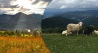 Спочатку там був океан: таємниця українських Карпат, про яку знають одиниці