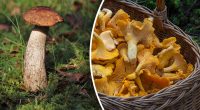 Починають вилазити: експерт поділився секретами, де і як шукати гриби у лісі