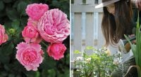 Зимове пальто для троянд: як підготувати рослини до холодів