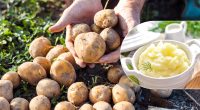 Можна залишитися без вечері: який сорт картоплі зіпсує ідеальне пюре