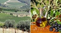 Півтора мільйона з одного гектара: як виростити оливки в Україні та заробити