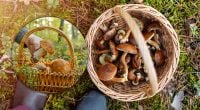 Люди показують цілі кошики: коли восени найкраще йти по гриби