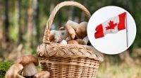 Штраф до 25 тисяч доларів, або в'язниця: чому в Канаді не можна збирати гриби