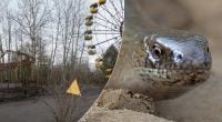 Біля ЧАЕС скупчуються безногі ящірки: у Чорнобилі зафіксували дивне явище