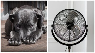 Простодушний пес влаштував переполох посеред ночі й розчулив Мережу несподіваною реакцією