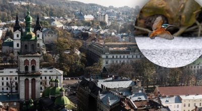 Птица, Украина Птица, Украина