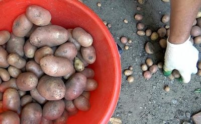 Що робити з дрібною картоплею Що робити з дрібною картоплею