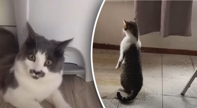 Як перевірити надприродне походження кота в домашніх умовах - результат здивує Як перевірити надприродне походження кота в домашніх умовах - результат здивує