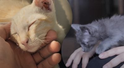 Чи розуміють коти українську мову – розкрито, як вони спілкуються з господарями Чи розуміють коти українську мову – розкрито, як вони спілкуються з господарями