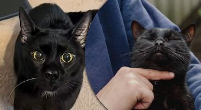 кот кот