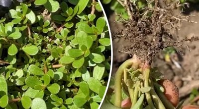 "Килимам" прийде кінець: як вивести портулак з городу без хімії