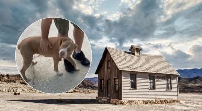 Пара придбала будинок і була шокована знахідкою в саду: що виявили нові господарі