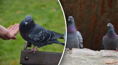 Женщине запретили кормить голубей: в чем причина