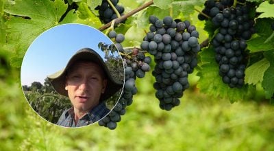 Виноград, як обрізати виноград Виноград, як обрізати виноград