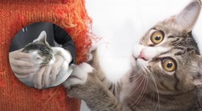 Як сказати коту Як сказати коту