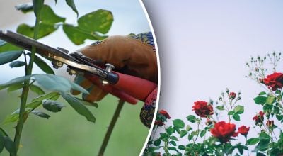 Коли обрізати троянди восени в Україні Коли обрізати троянди восени в Україні