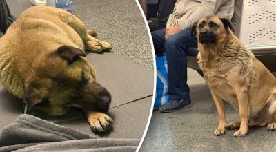 Українці збунтувалися: песика Мішу не пустили в метро під час тривоги