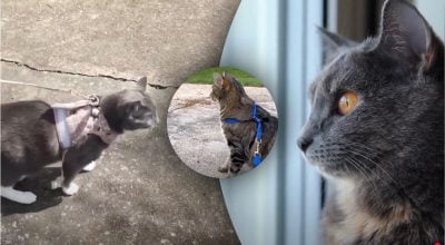 Чи можна вигулювати кота на повідку - експерти поставили крапку в питанні Чи можна вигулювати кота на повідку - експерти поставили крапку в питанні