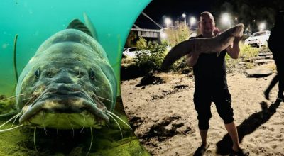 У Києві рибалка витягнув із Дніпра сома-гіганта вагою 10 кг: фото трофея